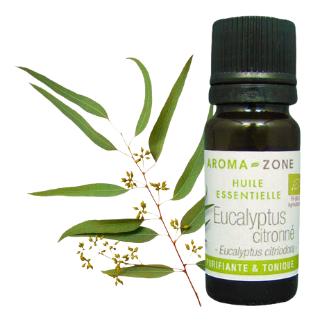 Huile essentielle d'Eucalyptus citronné : propriétés et utilisations -  Aroma-Zone